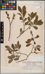 Foto von Salix cinerea L.